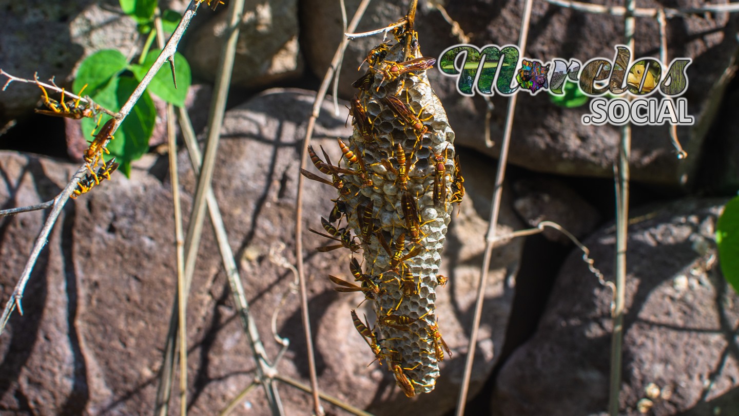 Panal de guachichilas en la zona arqueológica de Chimalacatlán