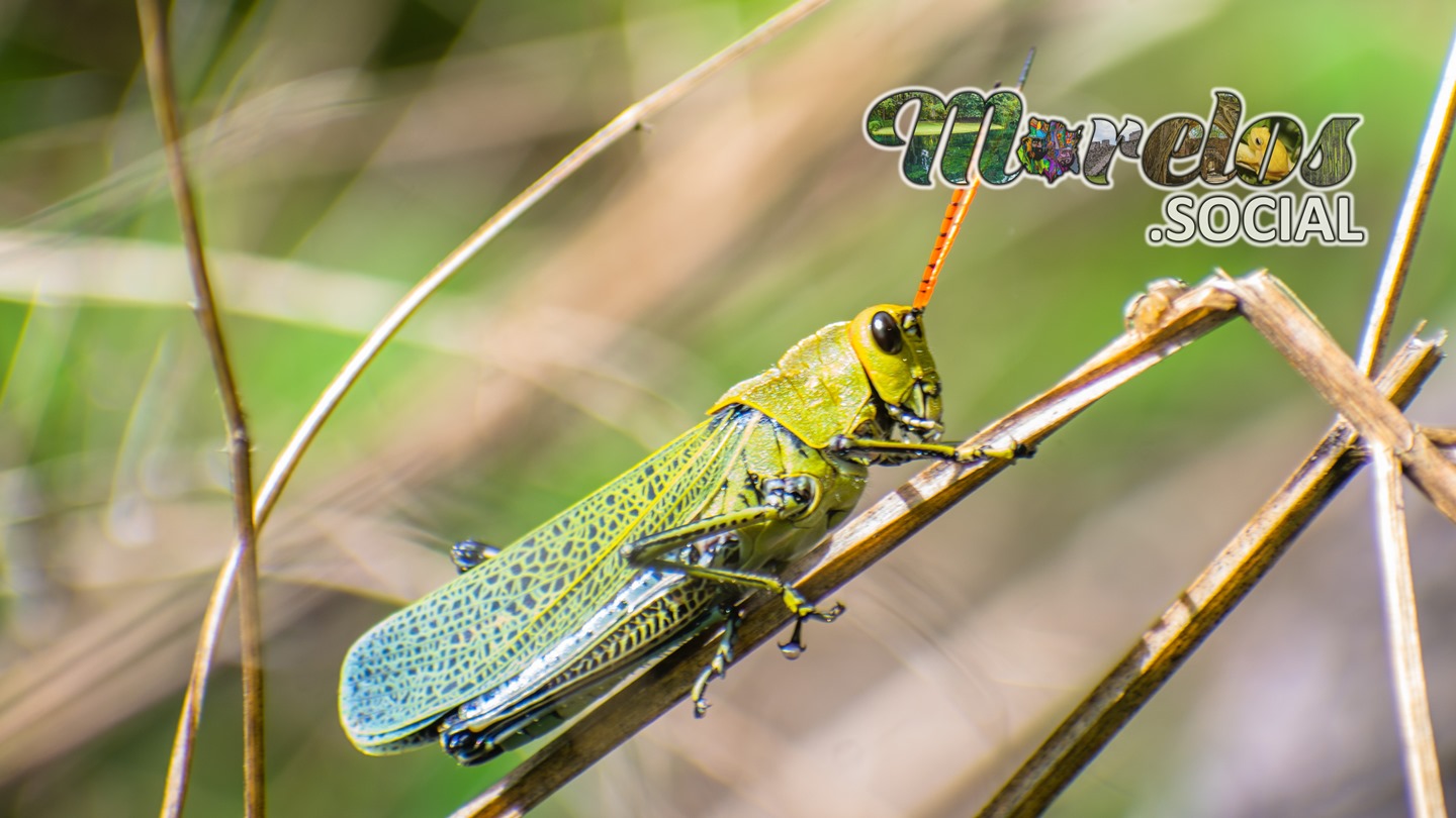 Saltamontes perezoso (Taeniopoda stali) - Nativo de la sierra de Huautla