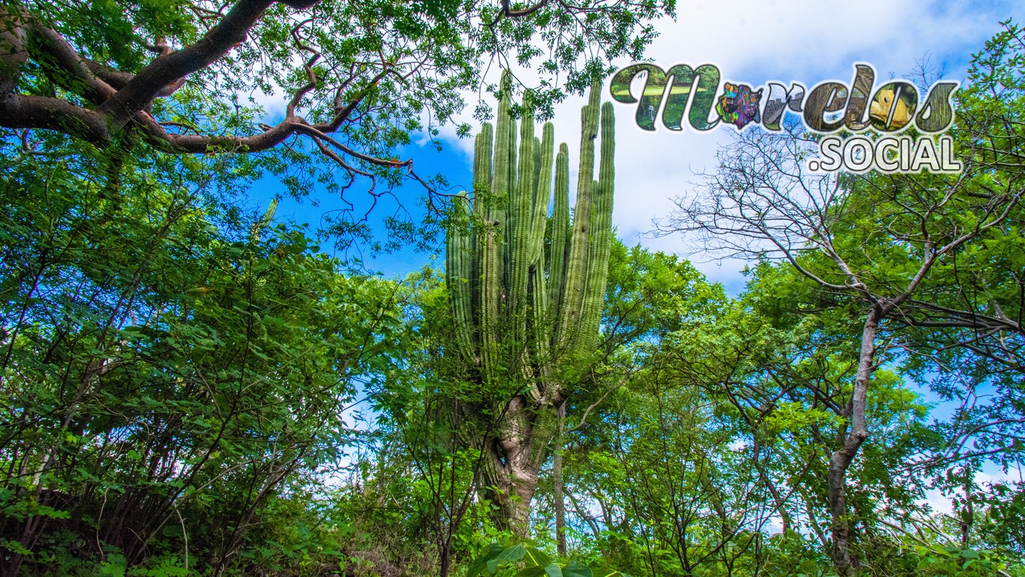 Selva baja caducifolia, ecosistema que predomina en Chimalacatlán.