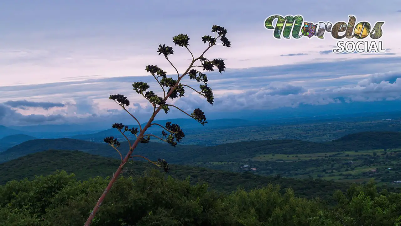 Flores de maguey