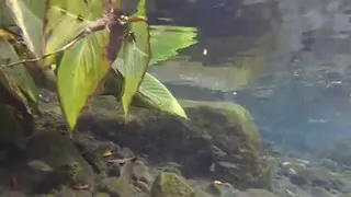 An underwater video in the springs of the Santa Isabel Spa. Located in Col. Alejandra de Tlaltizapán, Morelos, Mexico. 